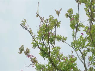 扒开双腿疯狂喷水高潮在线观看